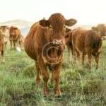 Future of dairy farming today